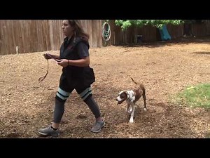 Coco, Pit Bull/Catahoula Mix: Week 2 Obedience Training
