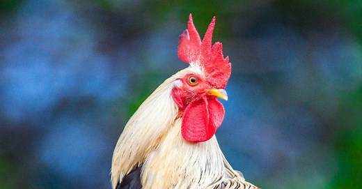 Rooster Lifespan: How Long Do Roosters Live?