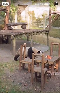 7.4K views · 711 reactions | Bốn con heo đi làm | Ở Đây Có Những Cục Bông Hai Màu | Facebook