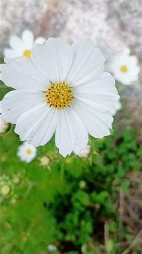 beautiful flowers 🌸#viral #trending #youtubeshorts #shorts #shortvideo #youtube #viralvideo #short