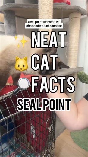 4.8K views · 190 reactions | Fun facts about Seal point cats! #sealpoint #sealpointsiamese #cats #neatcatfacts #catfacts #chocolatepoint #thecatterycc | The Cattery Cat Shelter | Facebook