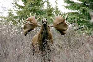 What NOT to Do When You Find Moose in Rut Season