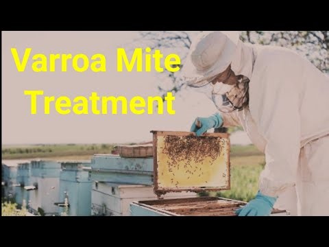 How I Saved My Hive from Varroa Mites | Real Results ! #varroa #mite #varroamite