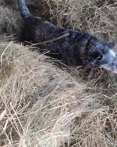 Mach die Robbe .... | Bergerhof Krakauebene