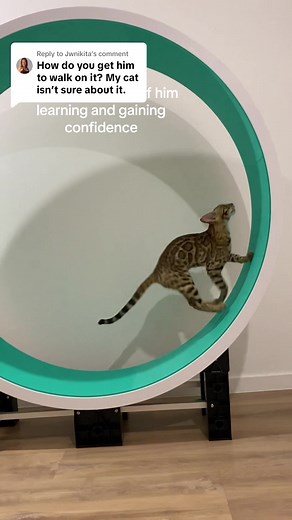 Cattraining: Skeeter's Journey on the Cat Wheel