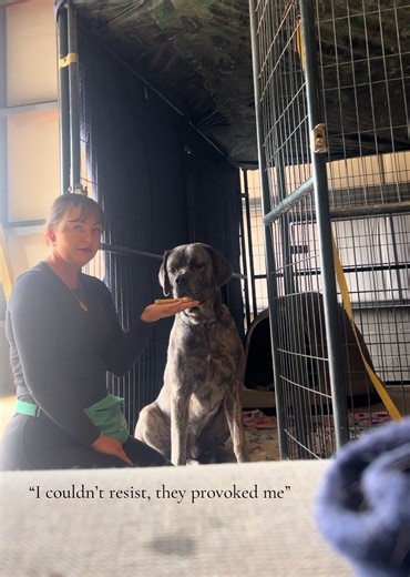 Hondo’s Transformation: From Euthanasia to Training Success