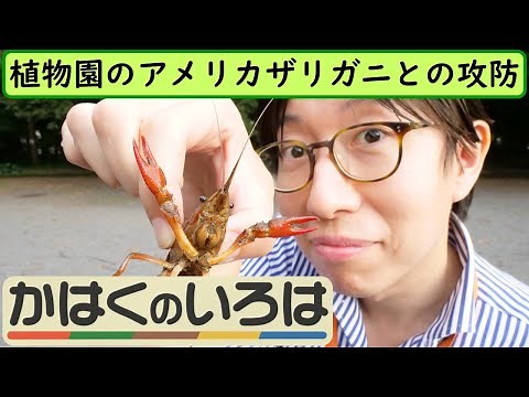 「植物園のアメリカザリガニとの攻防」【かはくのいろは　第５回】