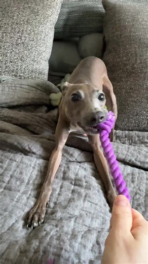 I am the queen bee in this house, honey. #queen #iamwoman #iggy #dogsoftiktok #cutedog #italiangreyhound #playtime #princess