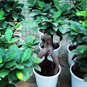 The bonsai collection. | The Plant Shop