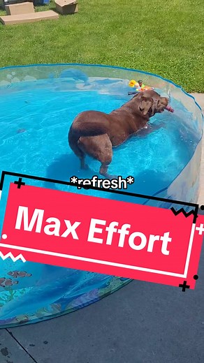 Boomer the Lab's Joyful Kiddie Pool Adventure