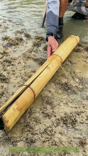 Bambus fängt Fische: Warum alte Methoden noch heute smarter sind