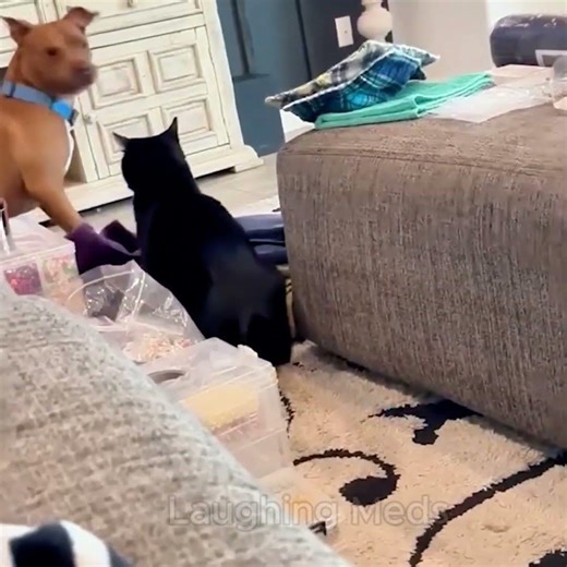 why Dog are scared Of Cats🤣🤣 #funnydogs #dogfunny #doglove #dogvideos #laughingmeds