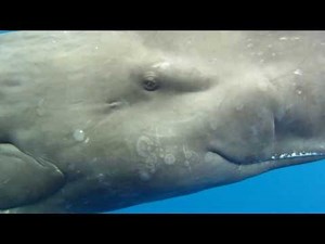 Eye to Eye with a Sperm Whale