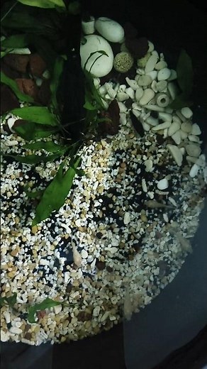 Mini Fishpond in Bedroom "CorySquad" #fish #fishkeepinghobby #aquariumfish #aquariumhobby #fishpond