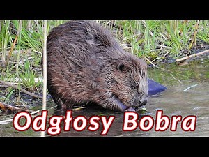 Odgłosy bobra - dźwięki jakie wydaje bóbr
