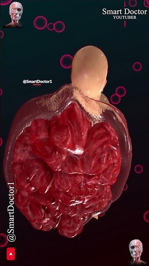 Fetus with Placenta at Week 12 👶🏻💞