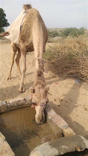 A Thirsty Camel Drinking Water in the Desert | Nature’s Survival Moment