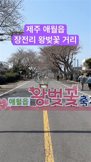 제주 벚꽃 명소 장전리 왕벚꽃 거리 애월읍 왕벚꽃 축제