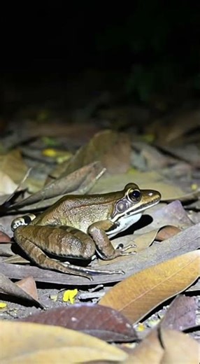 Frog catching joke | Funny jumping frog | Watch this frog's epic leap