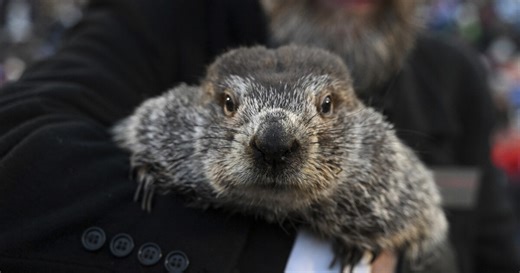 Viral song explores Punxsutawney Phil’s complex relationship with immortality
