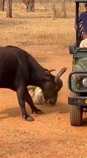 The tables Turn: Massive Gaur Escapes Tiger Jaws in shocking safari moments. 🐅 🦬 #tiger #buffalo