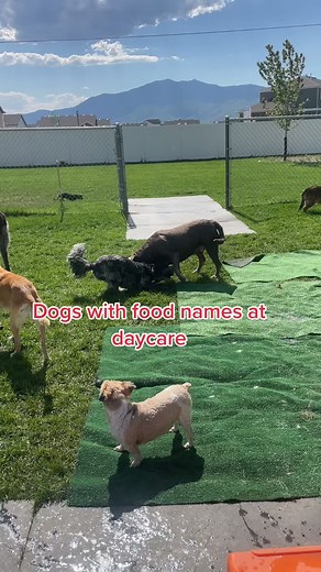 Funny Food Names for Pets - Creative Names Your Dog Will Love!