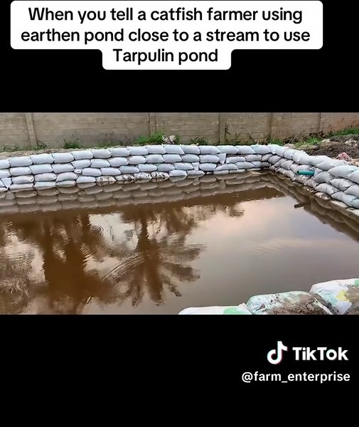 Earthen Ponds for Catfish Farming Techniques