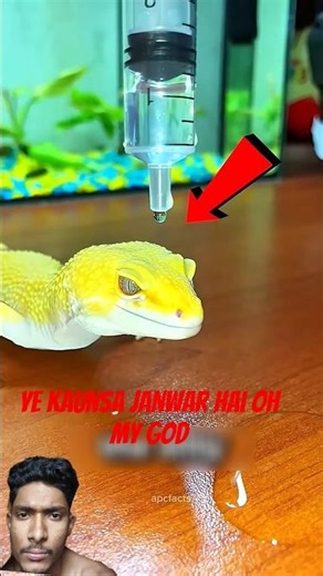 YE KAISA GIRGIT HAI OH MY GOD#shortsfeed #facts#viralshort #shortsviral #entertainment #youtubefacts