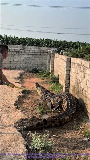 Controlled Capture: Handling a Giant Crocodile at the Farm
