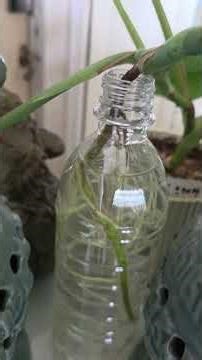 Fun Monstera Propagation Methods