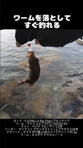 ワームで簡単カサゴ釣り！根魚ライトゲーム #shorts 釣り #PR