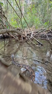 A cottonmouth gliding across the water in the Everglades. Also known as the water moccasin, this is one of Florida’s venomous snakes. I see cottonmouths on most trips out in the swamp, they can be common and I’ve even seen 25 in a night before. But I have never seen the "aggressive man-chasing cottonmouth" everyone tells me about. Typically calm, some individuals are no doubt very defensive and quick to strike when they feel threatened by your presence, but out of the thousands I have seen I am 