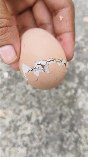 This is how a Perfect baby chick hatched