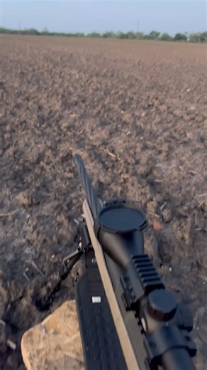Stalking hogzilla #hunting #shorts