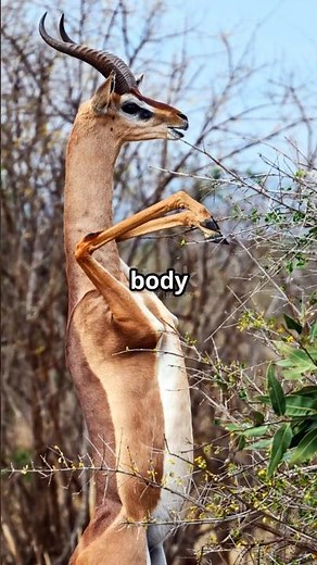 Meet The AMAZING Gerenuk Desert Survivor? 🦌🌿
