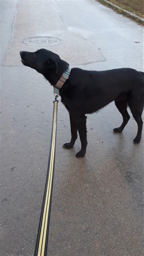 Wenn sich Amigo über etwas aufregt und seine Meinung äußert 😅🐶 #dog #hund #amigo #wuff (11.12.2025)