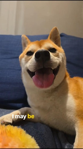 99% angel 😇, 1% shiba-chaos😈🦊 #shibenation #shibainu #shiba