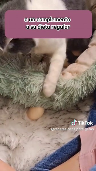 Recetas saludables para tu gato: ¡alimentación equilibrada y rápida en minutos!