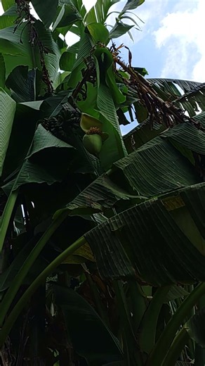 バナナ 小さ実が成ってる#野草 #雑草の力 #自然の知恵 #植物の雑学 #癒し動画 #学べる動画