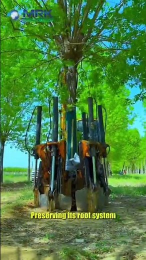 a tree being transplanted using specialized equipment.