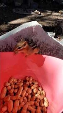 Baby Chipmunk in Slow Motion! #shorts