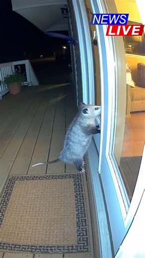 3.5M views · 141K reactions | You'll never believe what scared this possum | Tom Mabe | Facebook