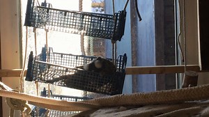 Coco and Kiki absolutely love playing in their mushroom crate tower! We re-use the crates from our veg order and they are a big hit with the marmosets! #marmosetmonday | Wild Futures