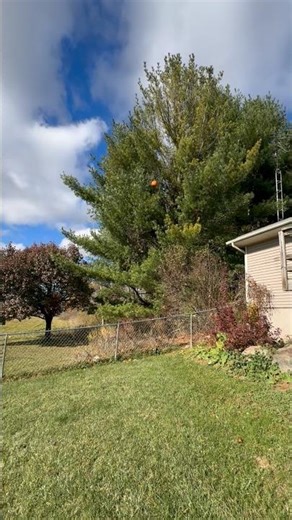 pumpkin drop test (50 ft)