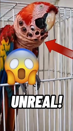 TOP 5 SCARIEST BIRD SOUNDS EVER!