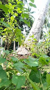 Preventing conflict by tackling underlying issues and recognizing that sustainable peace must be nationally led. #Invincbletroopers #1102ndganarul #PhilippineArmy #MNLF #LupahSug @Ron | Cinematic Sultan