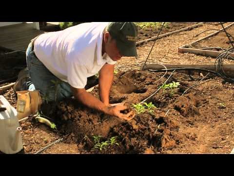 How to Plant Pepper Plants / Plant Spacing for Pepper Plants