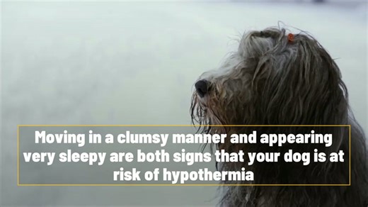 How to tell if your dog is too cold