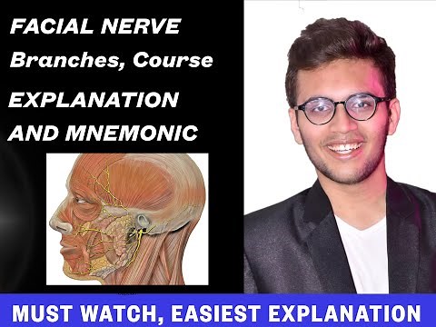 Facial Nerve Branches and Course NeuroAnatomy | Mnemonic | Explanation Video | Revise Cranial Nerve
