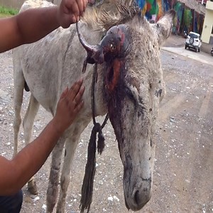 Rescue of a donkey in agony from wounded ear | Loving Hamsters